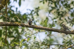 Great Tit on Branch Back View