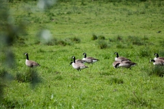 Canada Geese on Field