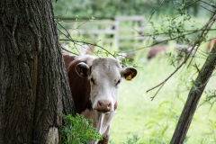 Cow Between Tree Front View