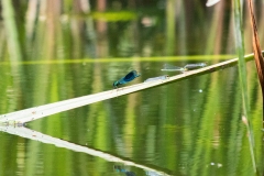 Blue Green Damsel Flies on Leaves Side View