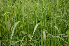 Blue Green Damsel Flies on Leaves and in Flight