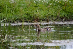 Female Mallard and Chick on Water