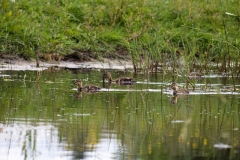 Mallard Ducklings on Water