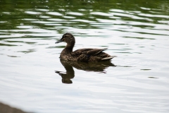 Female Mallard Duck