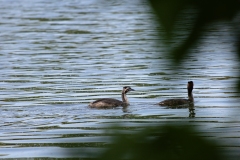 Great Crusted Grebes on Lake Side View