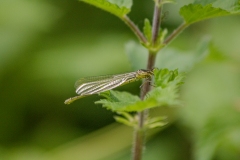 Green Damsel Fly on Leaf Side View