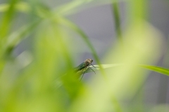 Green Damsel Fly on Leaf Side View