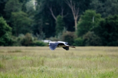 Grey Heron in Flight Side View