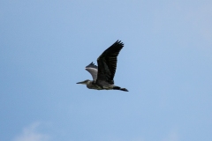 Grey Heron in Flight Side View