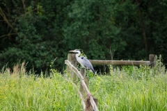 Grey Heron on Fence Side View