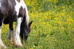 Pony Eating in Field Side View