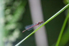 Red Damsel Fly on Leaf Side View