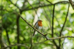 Robin on Branch Front View