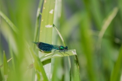 Blue Green Damsel Flies on Leaves Side View