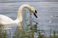 Male Mute Swan Drinking Side View