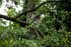 Jay Starting to Fly Out of Tree