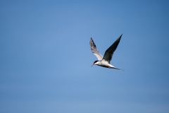 Tern in Flight Side View