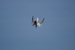 Tern Diving