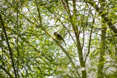 Great Tit on Branch Side View