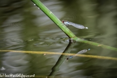 Damsel Fly on Reed out of Water Side View