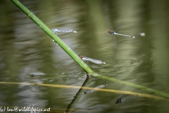 Damsel Fly and Dragonflies on Reed out of Water and in Flight