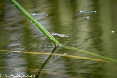 Damsel Fly and Dragonflies on Reed out of Water and in Flight