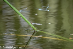 Damsel Fly and Dragonflies on Reed out of Water and in Flight