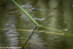 Damsel Fly and Dragonflies on Reed out of Water and in Flight