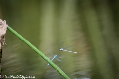 Damsel Fly and Dragonflies on Reed out of Water and in Flight