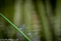 Damsel Fly and Dragonflies on Reed out of Water and in Flight