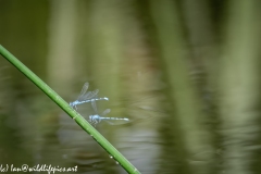 Damsel Fly and Dragonflies on Reed out of Water and in Flight