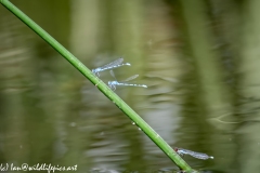 Damsel Fly and Dragonflies on Reed out of Water and in Flight