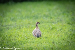 Egyptian Goose on Grass Back View