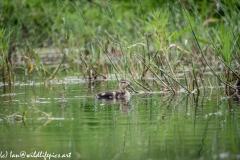 Mallard Chick on Water Side View