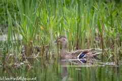 Female Mallard and Mallard Chicks on Water Side View