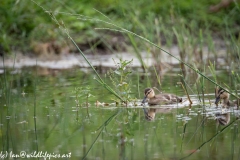 Mallard Chicks on Water Front View