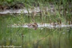 Mallard Chicks on Water Front View