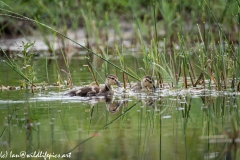 Mallard Chicks on Water Front View