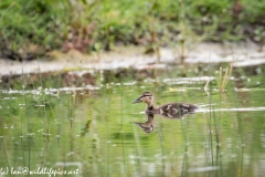 Mallard Chick on Water Side View