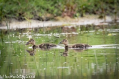 Mallard Chicks on Water Side View