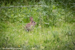 Wild Rabbit in Field Back View