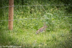 Wild Rabbit in Field Side View