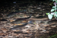 Samon Swimming in River