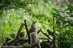 Squirrel on Logs Back View