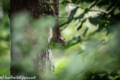 Squirrel Climbing Down Tree Side View