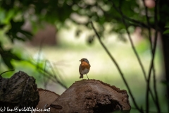 Robin on Log Front View