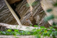 Robin on Log Back View