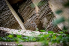 Robin on Log Back View