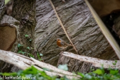 Robin on Log Front View