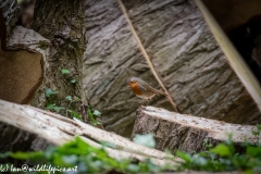 Robin on Log Front View